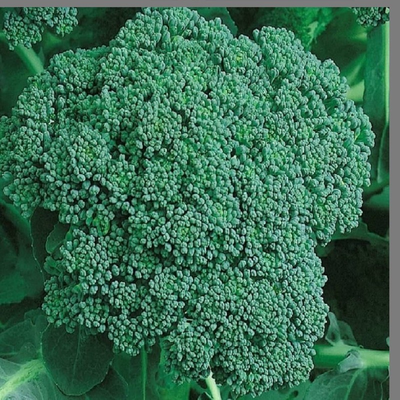 Broccoli Bulbs FMG Broccoli 250 Seeds Heirloom Non-Gmo Organic Green Sprouting Seeds ...