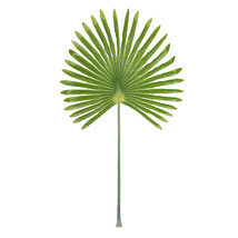 Set Of 3 Faux Giant Fan Palm Leaf Stem Light Green 23X41 H - £45.09 GBP