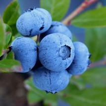 Blueberry Plants Chandler (2 Plants) Ships Prompt, Seeds R - £36.32 GBP