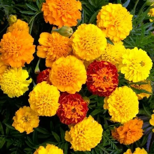 Fresh French Marigold Petite Mix Double Dwarf Flowers Heirloom Usa Non-Gmo 100 S - £8.58 GBP