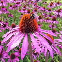  200 Purple Coneflower Seeds - Echinacea - Perennial - Wildflower - £4.36 GBP