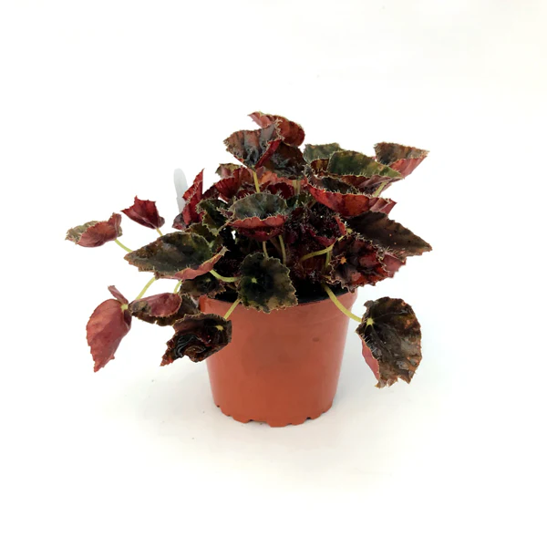 SKMO Begonia Mini Melbourne 3 Until 4 inch Seller US - £29.69 GBP