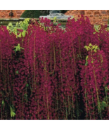 HT 5 Red Black Dragon Wisteria Seeds Vine Climbing Planting Seeds - $10.10
