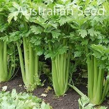 40 PCS Seeds Tall Utah Celery Apium Graveolens Vegetable Item image 3