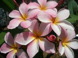 Free Bonus + Fragrant Rare Exotic Cancun Pink Plumeria Frangipani cutting - $13.95