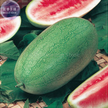 New Fresh Charleston Grey Giant Long Watermelon Seeds 20 Seeds Pack Gray Green F - £3.64 GBP