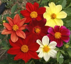 Dahlia Mixed Colors Dwarf 10-16 Cut Flower Garden Annual Usa Non-Gmo 200... - £7.80 GBP