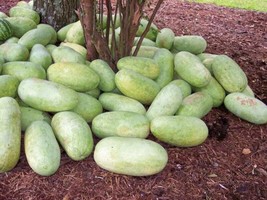 50 Charleston Gray Watermelon Citrullus Lanatus Red Fruit Melon Seeds From US - $8.35