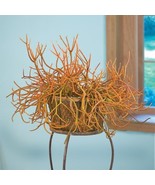 LWK 15 Seeds Pencil Cactus Firesticks House Flowers Easy Grow - $13.32