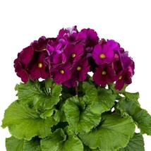 Primula Obconica Touch Me Midi Magenta 25 Primrose Seeds Garden USA Seeds - £8.26 GBP