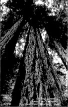 Looking Upward Among Redwoods Muir Woods National Monument CA RP Postcard PC180 - £7.98 GBP