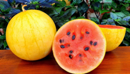 25 Pc Seeds Watermelon Golden Midget Fruit, Watermelon Seeds For Planting | RK - £18.55 GBP