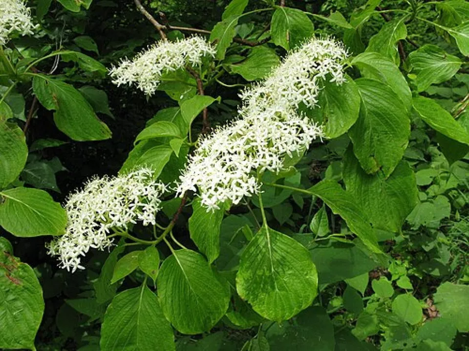 LWS Giant Dogwood (Conrnus Controversa) Ornamental 15 Seeds USPS Shipping - $10.00