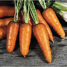 Royal Chantenay Carrots Seeds Gardening Easy Grow USA SHIPPING - £4.20 GBP