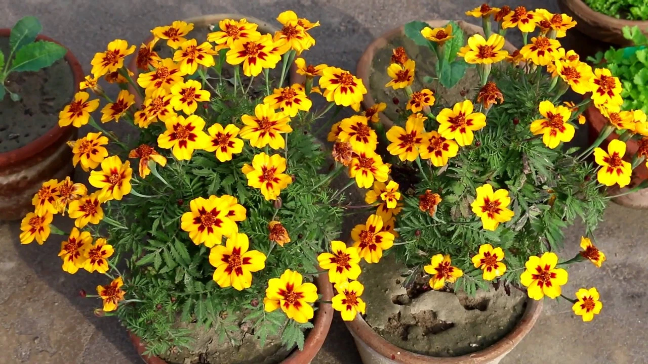 300+ Marigold, FRENCH DWARF  &quot;NAUGHTY MARIETTA&quot; FRESH HARVEST FOR GARDENS - $7.34