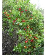 25 Seeds STRAWBERRY TREE Edible Red Berry Tree Arbutus Unedo Irish Killa... - £13.62 GBP