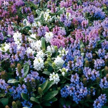 50 Pagoda Mix Prunella Grandiflora Bigflower Selfheal Blue Pink Etc Flower Seeds - £8.73 GBP