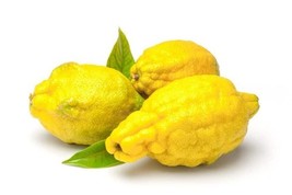 Fresh 5 Citron Lemon Seeds for Garden - €6,88 EUR