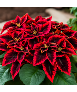 25+ Kong Red Coleus Seeds – Non-GMO Heirloom Shade Plant, Ornamental Foliage - $16.50