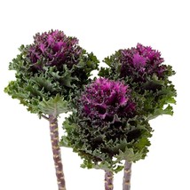 New Seeds 50 Flowering Kale Seeds Flowering Kale Empire Katya Ornamental... - £14.46 GBP