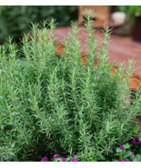 SD 50Rosemary Seeds Evergreen Shrub Culinary Perennial Garden Garden Seeds - £6.16 GBP