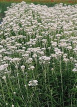 Anaphalis Pearly Margaritacea New Snow Perennial Seeds - £27.06 GBP