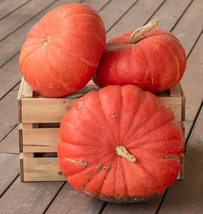 Pumpkin Seeds - Cinderella (Rouge Vif Destampes) - Vegetable Seeds -Free Shippng - £23.97 GBP