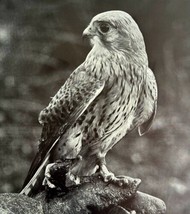 Falcon Or Kite Art Print Black &amp; White Birds Of Prey Vintage Nature 1979... - $29.99