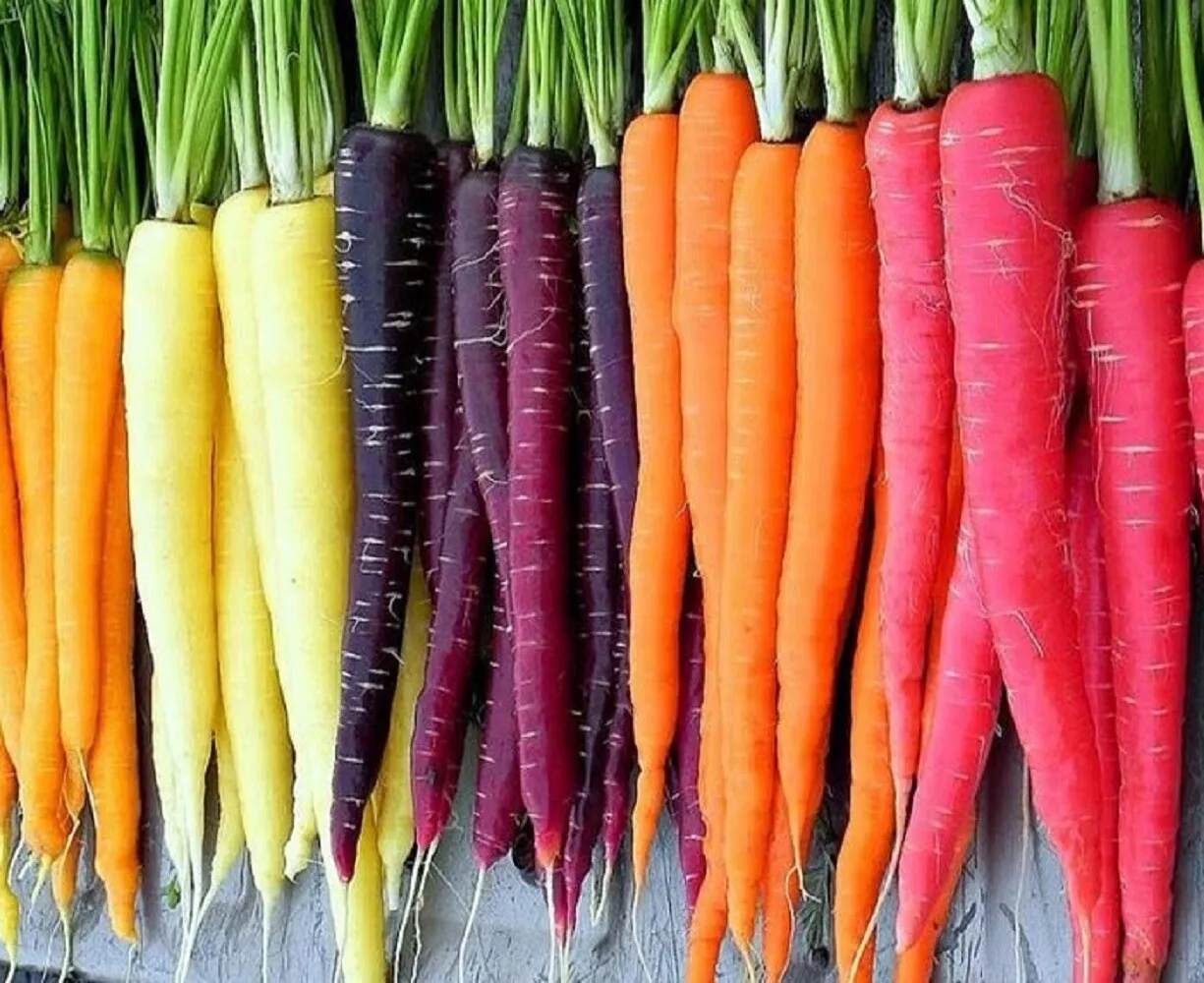 Rainbow Blend Carrot 150 Seeds - $6.10