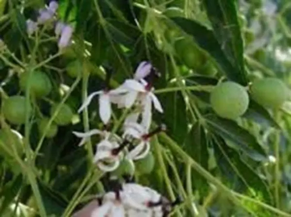 Melia Azedarach Chinaberry Tree Syringa Berry Tree Cape Lilac 10 Seeds, ... - $27.92