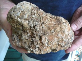 (DF844-145) Fossil REAL DINOSAUR POOP Coprolite Dino Valley Utah DUNG Po... - $71.05
