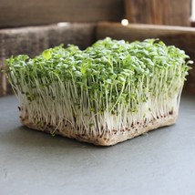 Lime Streaks Mizuna Mustard Microgreen Heirloom Sprout Bulk Seeds - $171.34 MXN