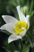 New 20 Pure White Pulsatilla Pasque Flower SeedsFrom US - £6.58 GBP