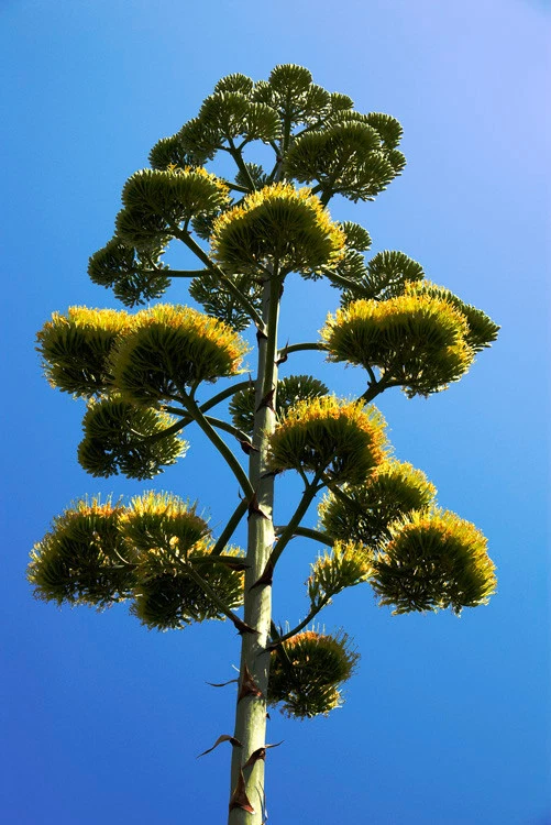 AGAVE SALMIANA, rare succulent pulque century plant exotic garden seed -... - $11.99