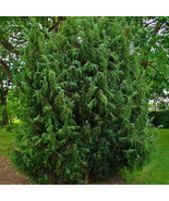 Juniperus Communis Seeds, Common Juniper Trees Evergreen Plants, 50 Seeds - £11.79 GBP