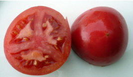 20 Pc Seeds Bradley Tomato Plant, Dark Pink Fruits Tomato Seeds for Plan... - $14.70