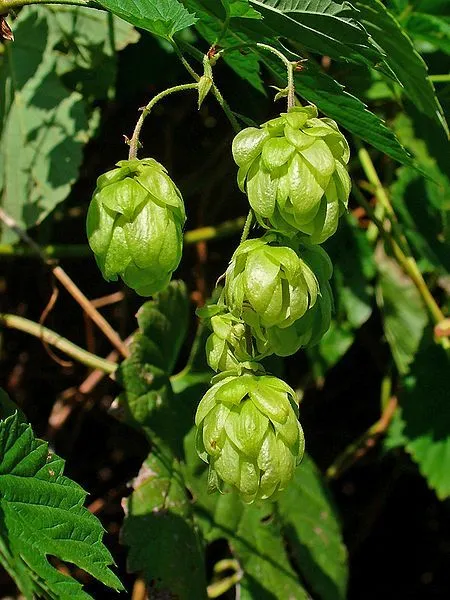 25 Common Hops European Humulus Lupulus Vine Beer Making Ingredient Fresh Seeds - £13.22 GBP