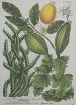 Wall Art Print Folio II Johann Weinmann Botanical 47x65 65x47 White - £566.88 GBP