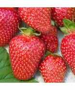 SR Allstar Junebearing Strawberry Plant (Lot Of 25 Plants) - $37.64