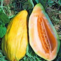 30 Banana Melon Seeds Pre 1900 S Organic Open Pollinated Summer Melon Vi... - $51.25 MXN