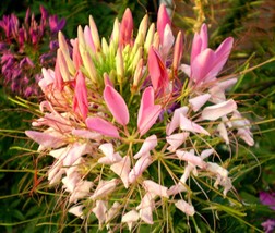 100 Pink Queen Spider Seeds Clome Spinosa Perennial Fresh Garden Fast Sh... - $8.08
