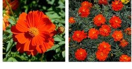 300 Seeds Cosmos DWARF RED 9-12” Tall Blooms all Season Butterflies Bees  - £21.62 GBP