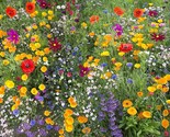 Hummingbird and Butterfly Wildflower Mix, 17 Stunning Species, FREE SHIP... - $1.67+