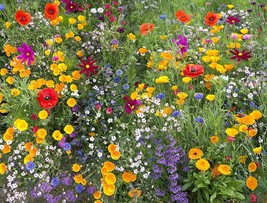 Hummingbird and Butterfly Wildflower Mix, 17 Stunning Species, FREE SHIPPING - £1.33 GBP+