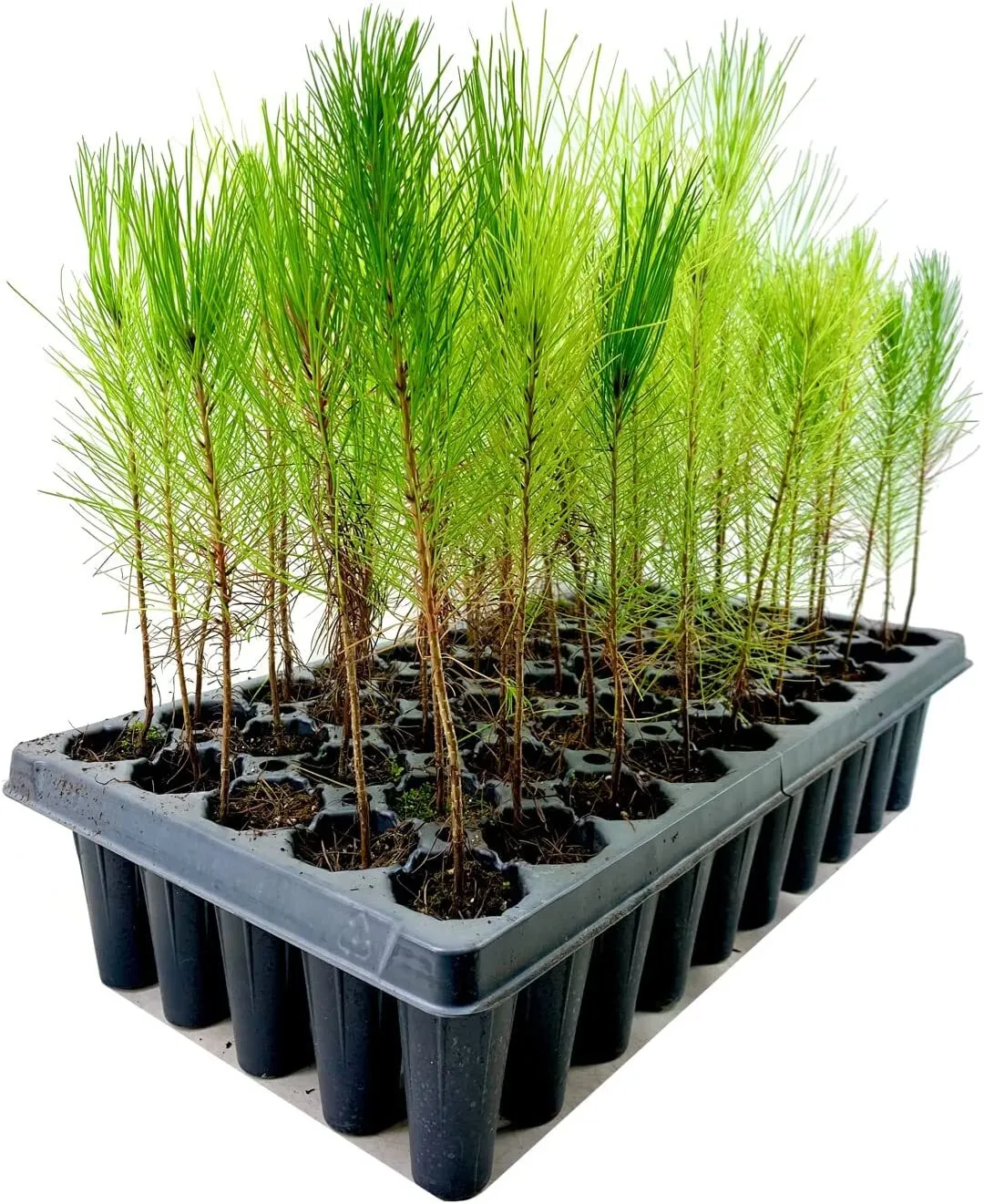 Loblolly Pine Tree Live Plants Pinus Taeda Fast Growing Stately Shade - £32.58 GBP