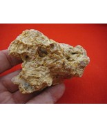 (k-2610) 75 g Rare Kauri tree Gum copal young Amber New Zealand Tane Mahuta - $1,169.19 MXN