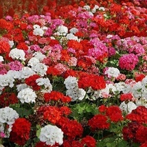 150 Seeds Geranium Garden Flower Plant Mix for Containers - £6.19 GBP