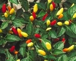 50 Tabasco Pepper Hot Red Capsicum Fruitescens Vegetable Seeds Fresh Usa Seller - £7.85 GBP