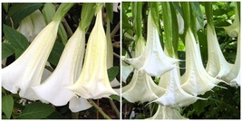 White Brugmansia angel Trumpet Live Plant 4-8 inches tall, shipped in pot - £60.73 GBP