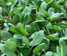 Salad Baby Spinach, (10 grams Seeds / Bag) D - £16.00 GBP
